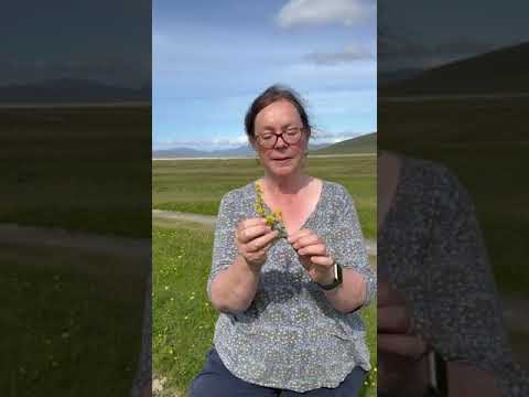 Ladies Bedstraw great for itchy skin #herbalmedicine #eczema #apothecary