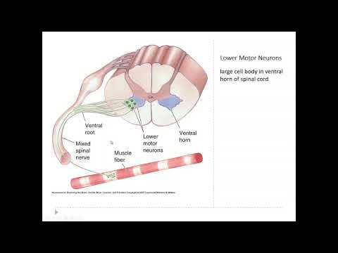 OSSM Neuro Chapter 13 - Muscles and Motor Neurons