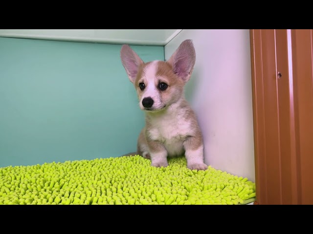 (子犬) 犬種：ウェルシュ・コーギー・ペンブローク 男の子 ブリーダー マロニエケンネル　MARRONNIER KENNEL k4046の画像