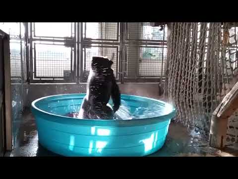 Silverback baboon dancing #adventure