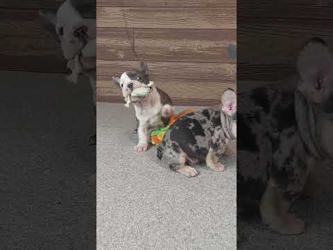 Video 4