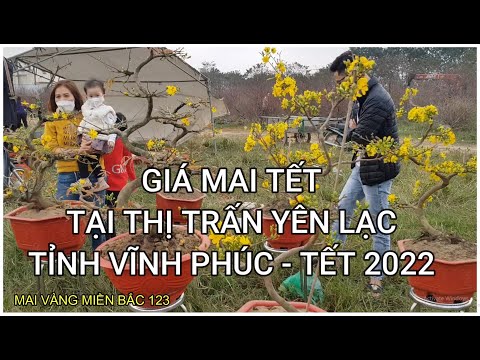 🔴 QBS2187 - Tham khảo giá mai vàng tại ngày tết tại thị trấn yên lạc tỉnh vĩnh phúc tết 2022