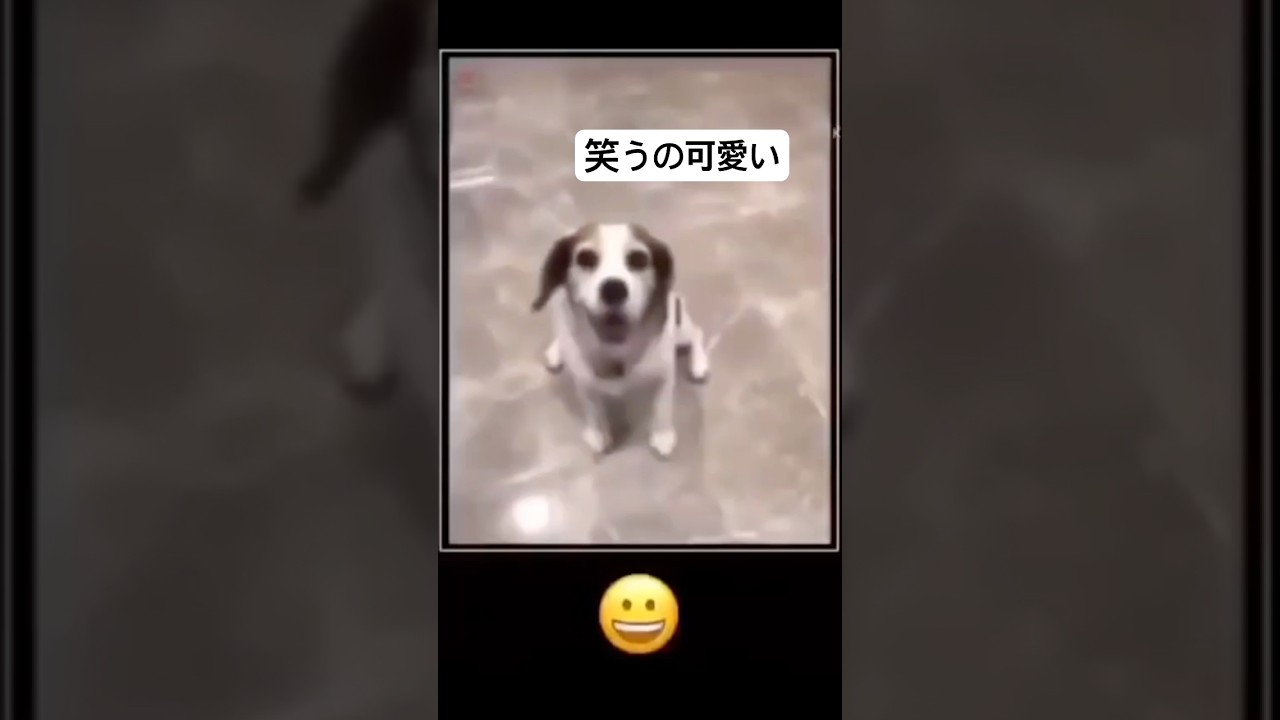 犬を笑わせるのに成功した
