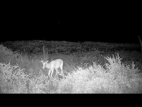 Djuma: Impala ram with bloody left eye and puncture hole in back left hip - 02:40 - 05/01/2022