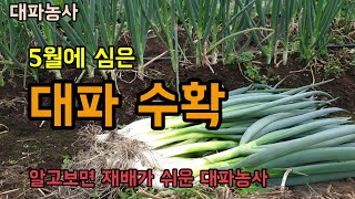 5월에 심은 대파 첫수확 로컬푸드에 수확한 싱싱한 대파를 포장하여 진열하였습니다 대파 재배방법