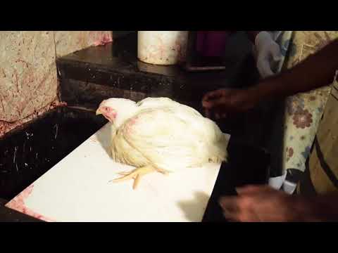 download lagu mp3 mp4 Halal Cut Chicken, download lagu Halal Cut Chicken gratis, unduh video klip Halal Cut Chicken