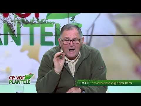 Cum pregatim pământul la cultura de afini?