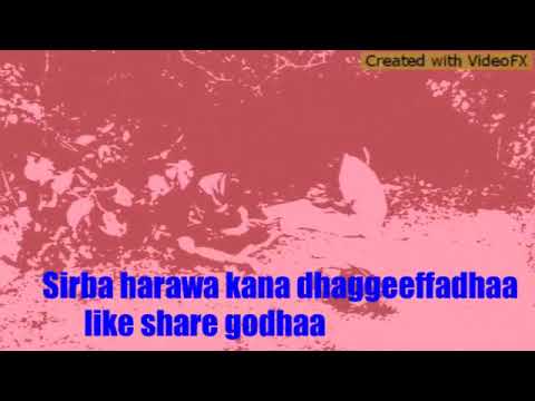 Sirba haaraa ajaaibaa