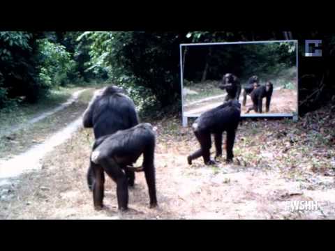 What Happens When Scientists Install A Mirror In The Hoodest Part Of The Jungle? (Spoof)