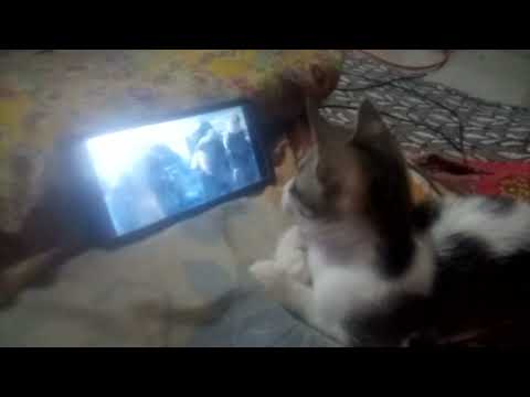 Cat watching movie 🍿 very interesting 😊 watch end