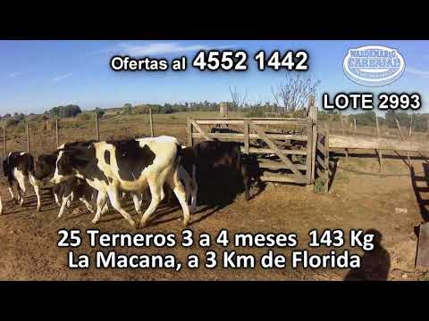 Lote 25 Terneros 19 HO - 6 KIWI  143 Kgkg -  en La Macana, a 3 Km de Florida