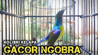 Download lagu kolibri kelapa | manggar | gacor ngobra masteran burung bahan agar cepat gacor ngobra mp3 Download lagu kolibri kelapa | manggar | gacor ngobra masteran burung bahan agar cepat gacor ngobra mp3