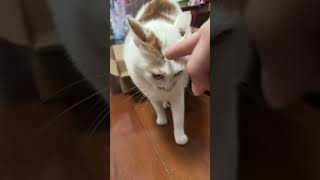 Download lagu Kucing kesurupan 👻👻#kucing mp3