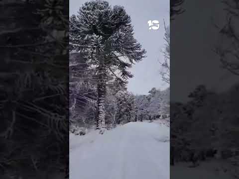 Neuquén, cubierta de blanco por la ola polar