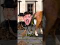 Horse Poop Destroying New York