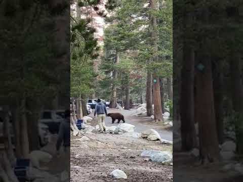 bear visiting campsites