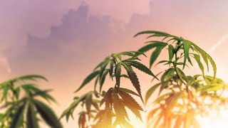 Aurora CEO on the demand for marijuana in the U.S.