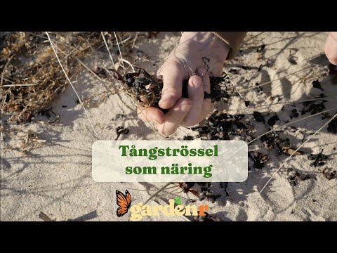 Seaweed sprinkles as a nutrient - Gardenhacks by GardenR