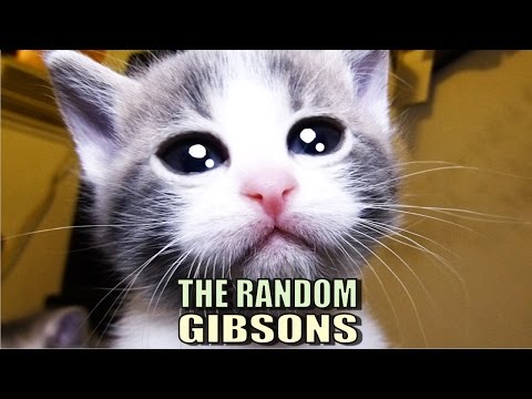 Talking Kitty Cat 48 - The Random Gibsons