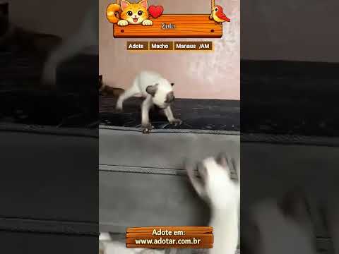 Vídeo de Zulu