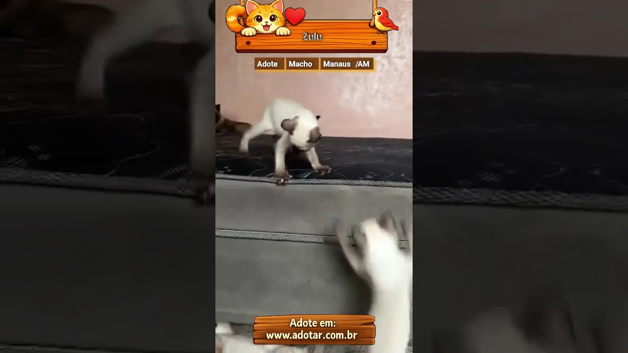 Gato raça Siamês idade 2 a 6 meses nome Zulu