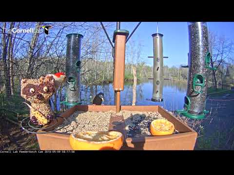 Red-bellied Woodpecker Asserts Dominance over Starling, May 9, 2018