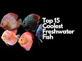 The Top 15 Coolest Freshwater Fish 🐠