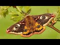 Zbigniew Preisner. FairyTale (HD 1440)