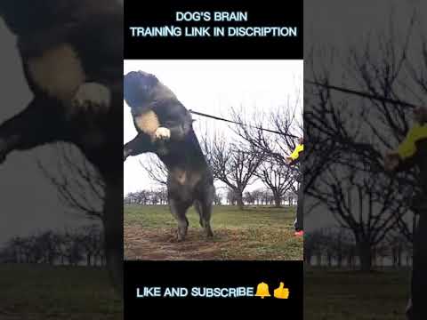 Most Dangerous Dog In The World | Sarplaninac Dog | #shorts