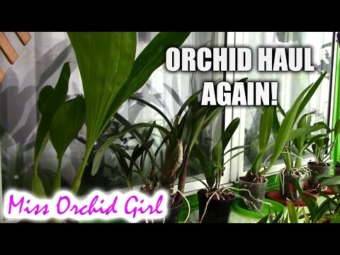 Birthday orchid haul.. again :)