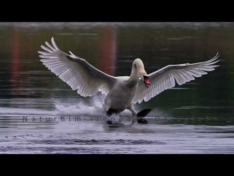 Lądowanie łabędzia niemego.