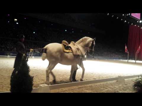 Spaanse rijschool wenen in de Ziggodome 29-11-2014