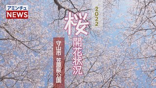 【アミンチュニュース】 桜開花状況 守山市 笠原桜公園