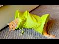 Typical Orange Cat Behavior Funny Cat Fail Compilation
