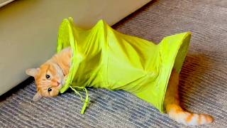 Typical Orange Cat Behavior 🙄 | Funny Cat Fail Compilation