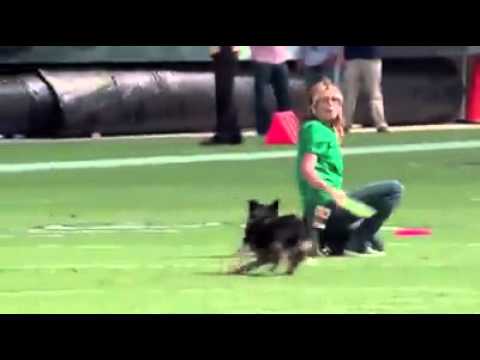 Storobaneasa...show with dogs