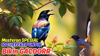 Download lagu Masteran Murai Batu Langka, Therapy Murai Full Isian mp3 Download lagu Masteran Murai Batu Langka, Therapy Murai Full Isian mp3