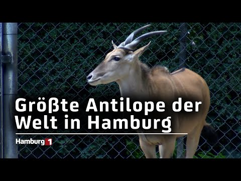 Tierpark Hagenbeck: Größte Antilopenart der Welt in Hamburg!