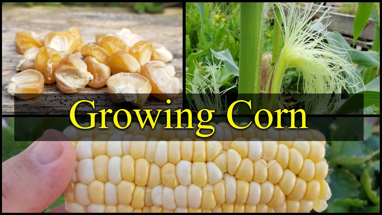 Growing Corn - The Definitive Guide For Beginners Part 1