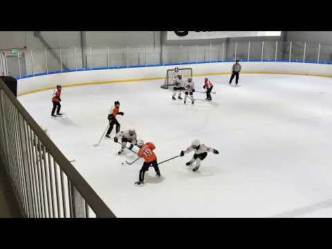 leijonat - pelikaanit