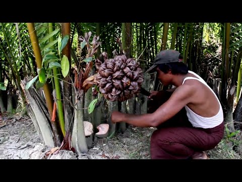 Water Palm Fruit Harvesting  Nipa Palm Fruit Juice  Making Sugar From Nipa Palm