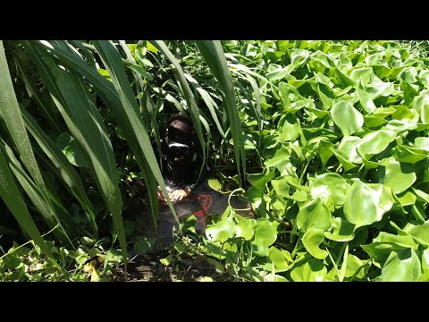 SE03EP097 - ANG LALAKI ng LAMAN! SOBRANG LINAW KAHIT ILALIM ng WATER LILY ( CRYSTAL CLEAR ) Laguna