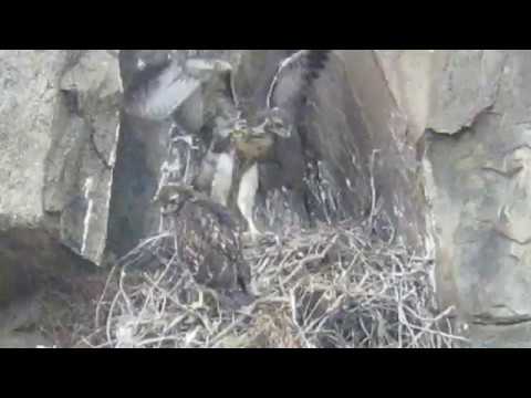 Red tailed Hawks learning to fly