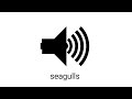Seagull Sound Effect Royalty Free