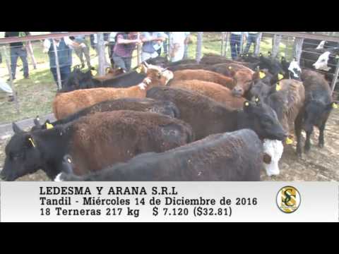 14-12-16 Venta de Hembras - Ledesma y Arana S.R.L. - Tandil.