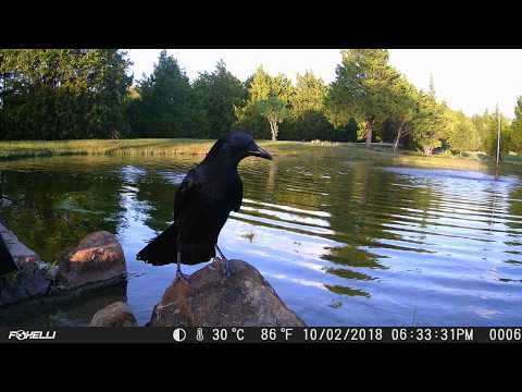 American Crow at Top Pond