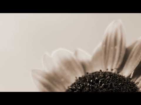 Branislav Mandic i Sekstet Dusana Radetica   Angelin devojče