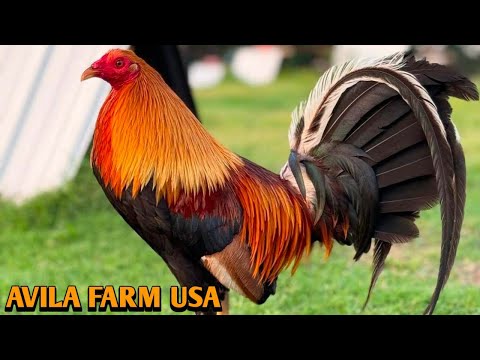 Yellow Leg Hatch Roundhead Blueface Asil - AVILA FARM USA