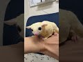 フクロモモンガのYouTubeサムネイル画像