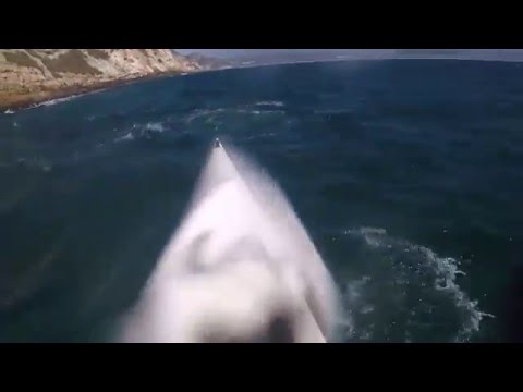 Seal attacks surfski